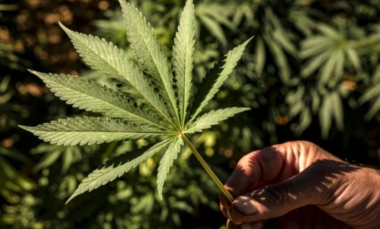 Logo Sciences et Avenir 1000x750