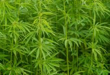 In Germany, cannabis 'made in Germany' aims to take off