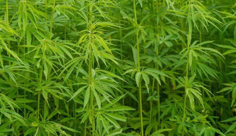 In Germany, cannabis 'made in Germany' aims to take off